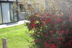 fleurs de printemps