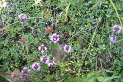 fleurs des alpes