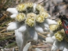 Edelweiss-1