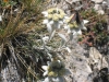Edelweiss-2jpg