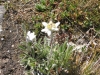 Edelweiss-3jpg