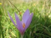 crocus